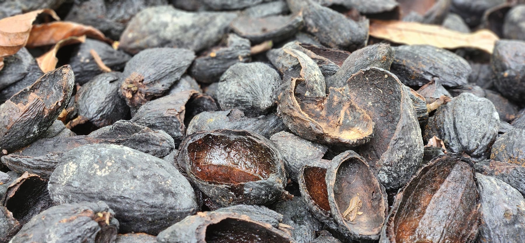 Cabosses de cacao observées lors des échanges terrain AVI en Côte d’Ivoire