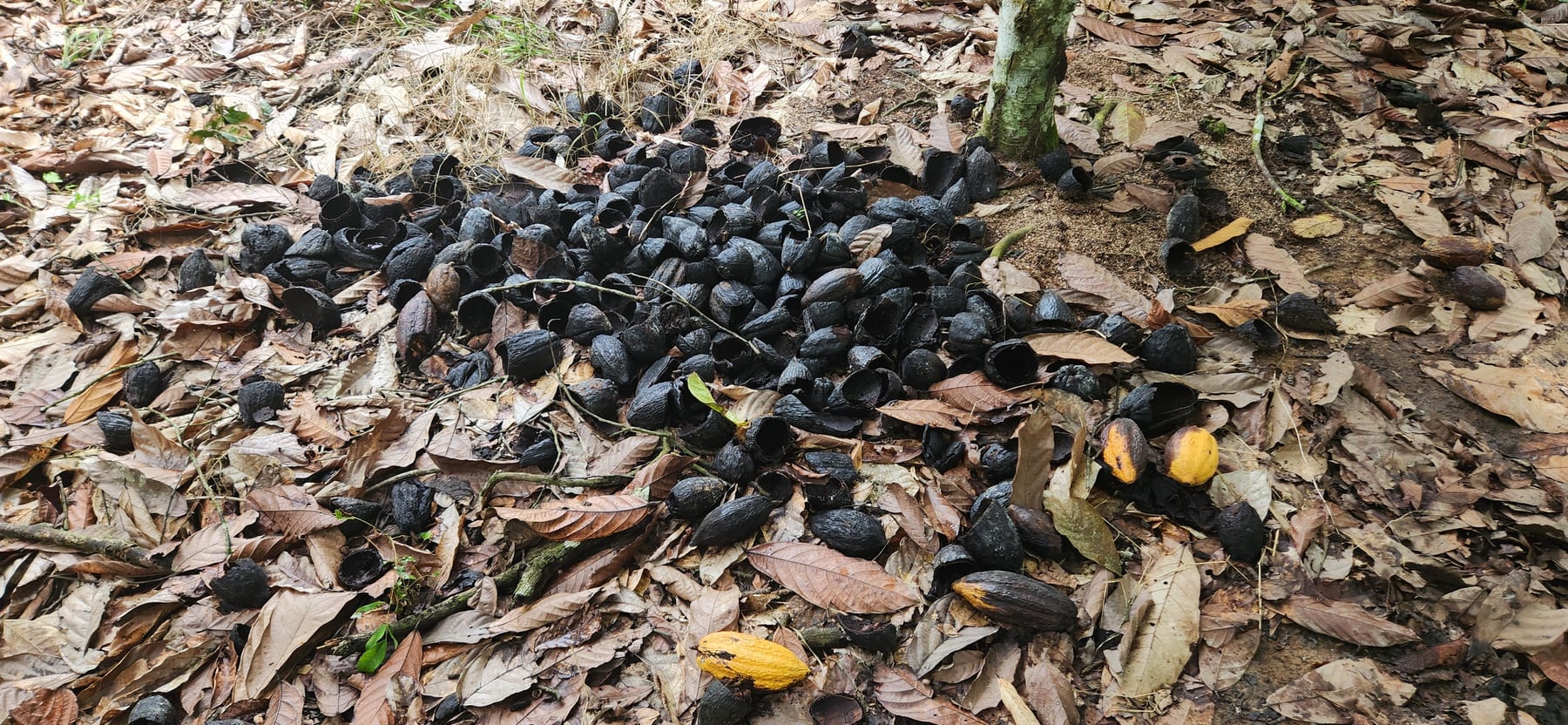 Résidus de cacao identifiés lors d’une observation terrain AVI